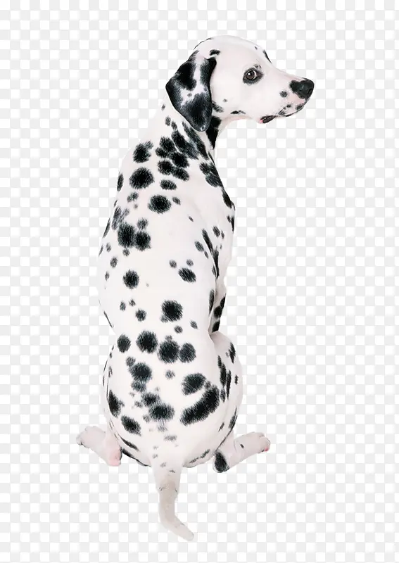 �ɰ��ߵ㹷-������