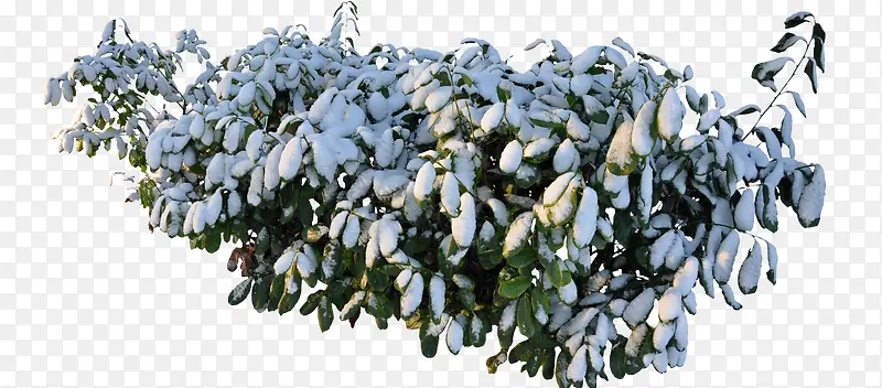 ��ѩ������ز�-������