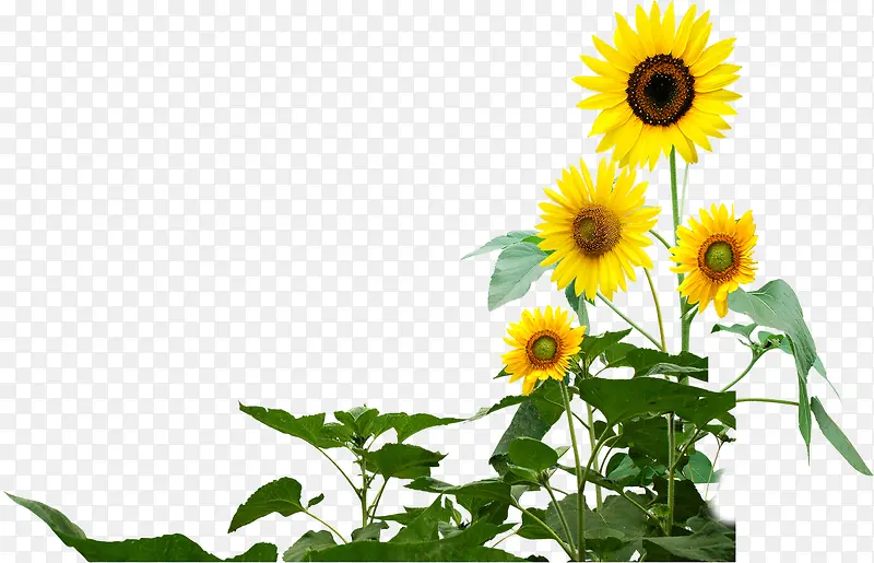 ������Ӱ��ɫ�����տ�Ч��-������