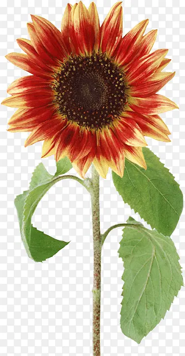 ������Ӱ��ɫ�����տ�ֲ��-������