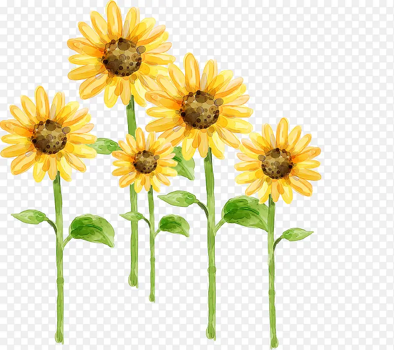 ������Ӱ��ɫ�����տ�ֲ�ﻨ��-������