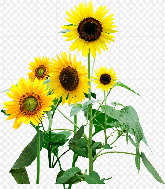 ���崴����Ӱ��ɫ���տ�-������