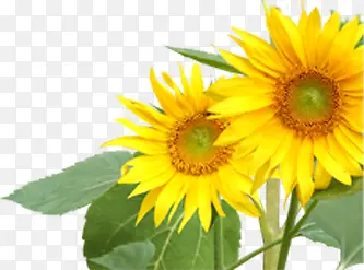 �������ŵ����տ�������Ӱ-������