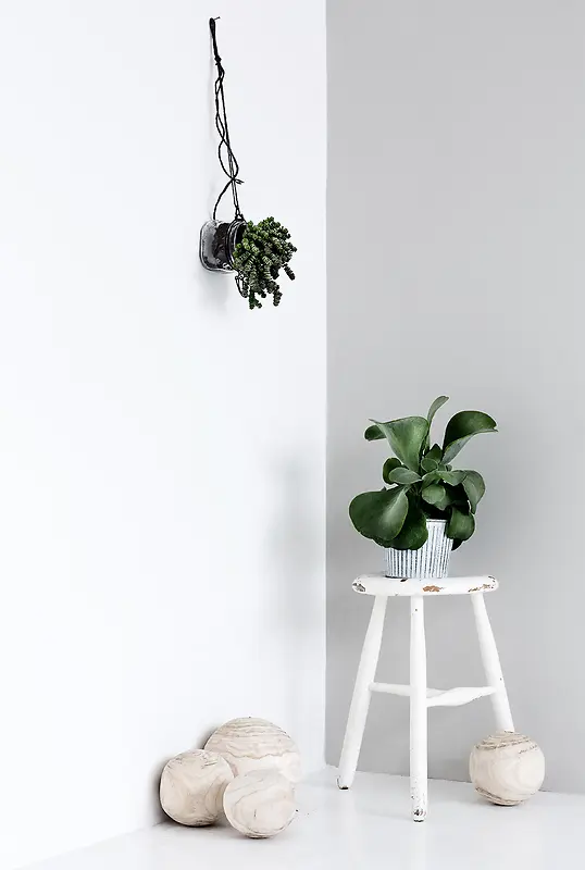 ��ɫǽ����ɫֲ��-������