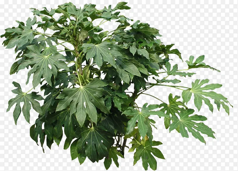 ï���޻�����-������