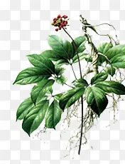 ��Ҷר��-������