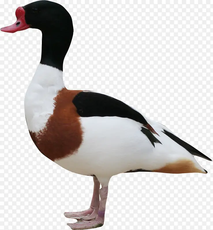 �ɰ�ҰѼ��-������