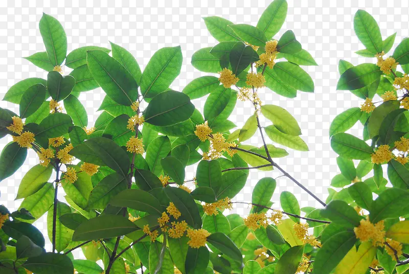 ����-������