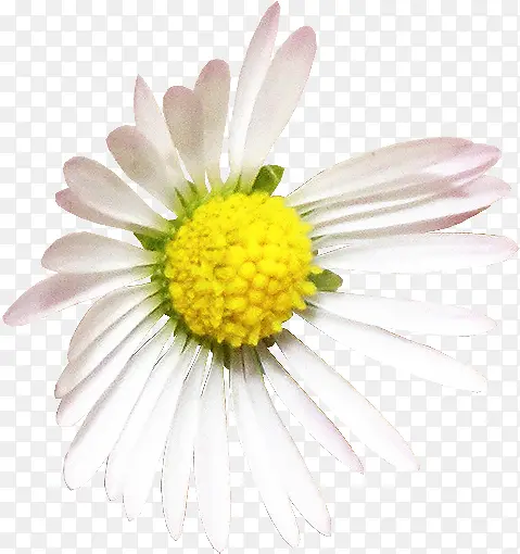 ��ɫ��Ұ�ջ�-������