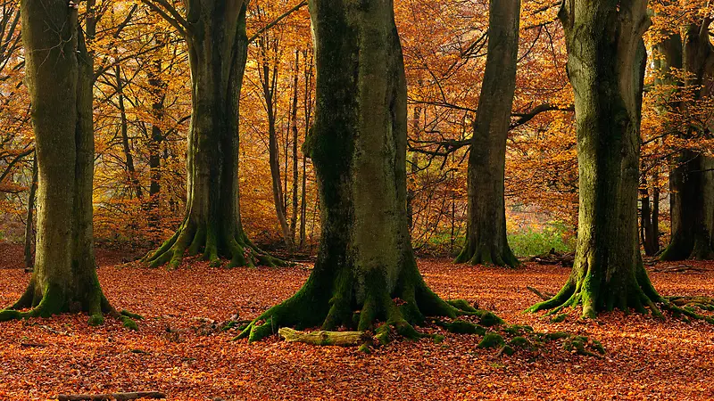 ������ľ���������Ӱ�ϳ�-������