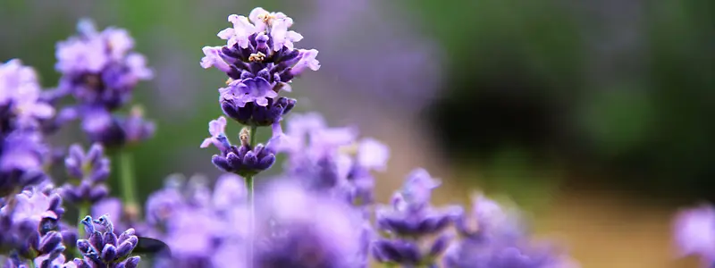 ޹�²ݱ�������-������