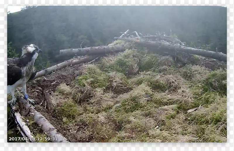 ɽ��ɽ�羰ֲ��Ⱥ�䳲-������