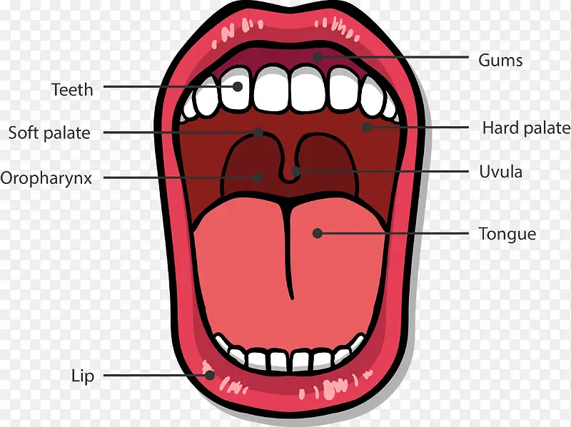 ��ǻ�ṹͼʸ���ز�-������