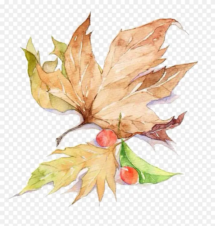 ˮ�ʿ�Ҷ-������