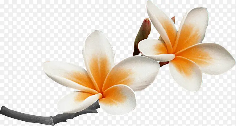 ��֦����-������