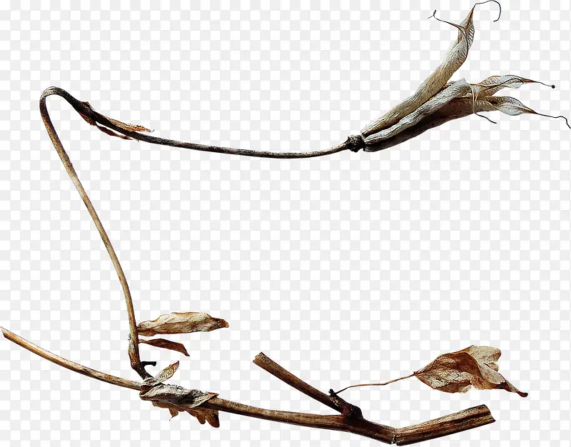 Ư����֦-������