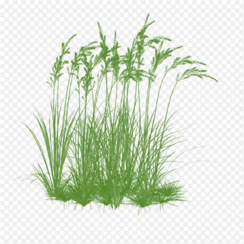 ��Ĳݴ�-������