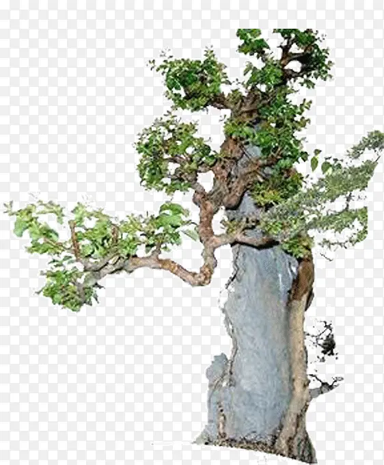 ����-������