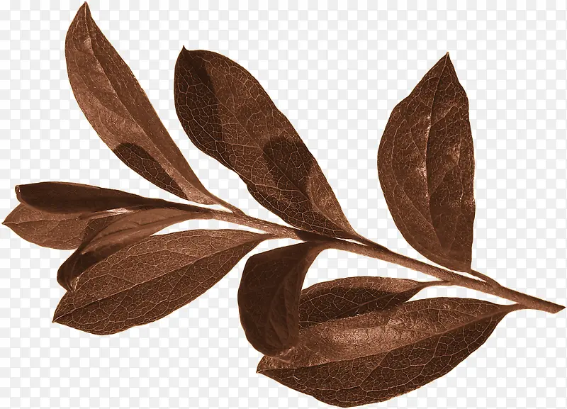 ֦Ҷ-������