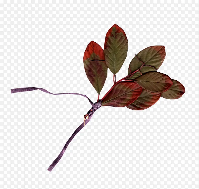 ��֦-������