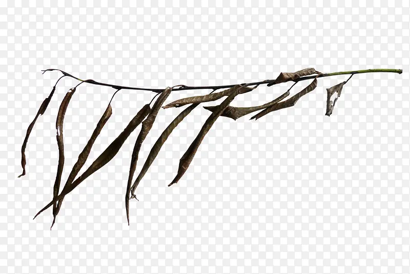 ��֦-������