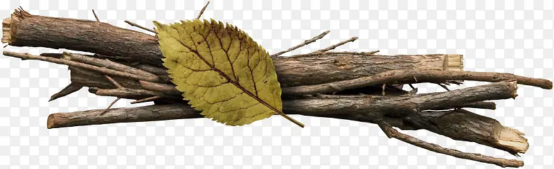 ��֦��Ҷ-������