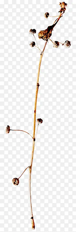 ��ɫ��֦��Ҷ-������