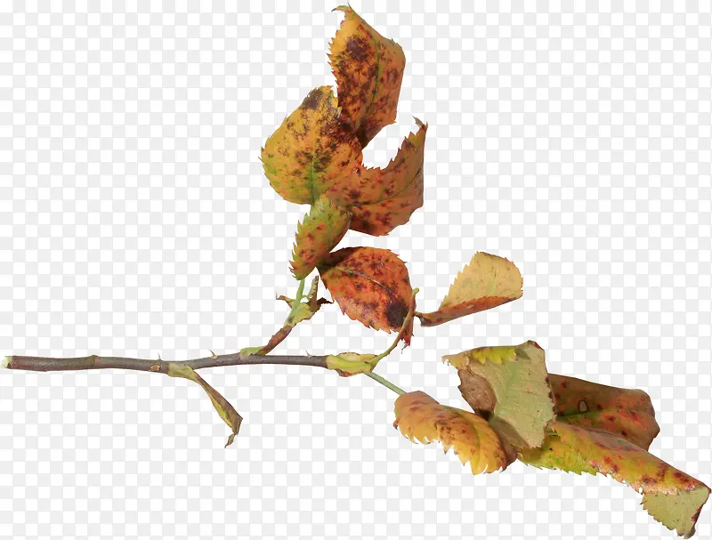 ��֦��Ҷ-������