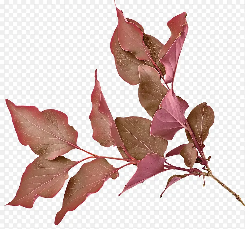 ��֦��Ҷ-������