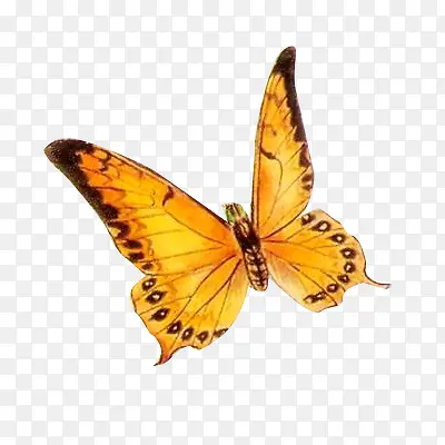 ��ɫ����-������