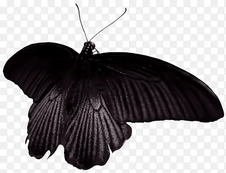 ��ɫ������-������