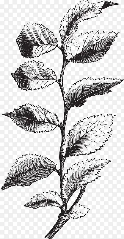 ������֦��Ҷ��-������