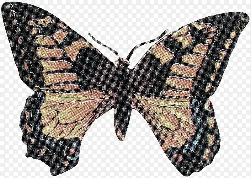 �������걾-������