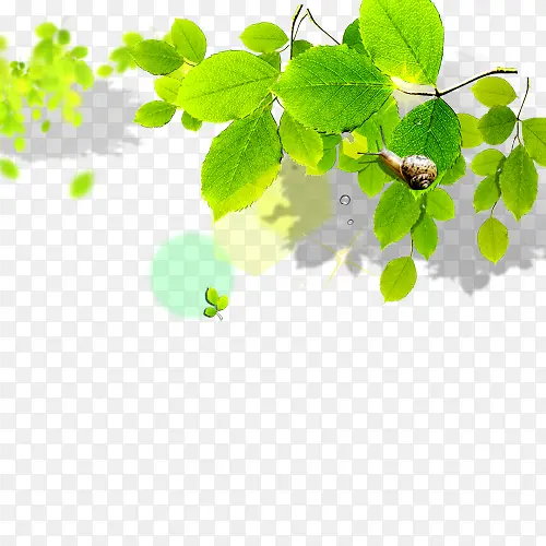 ��Ҷ ��֦ר��-������