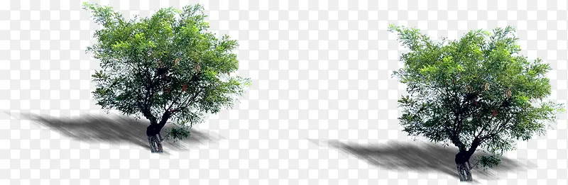 ��԰����ֲ������-������