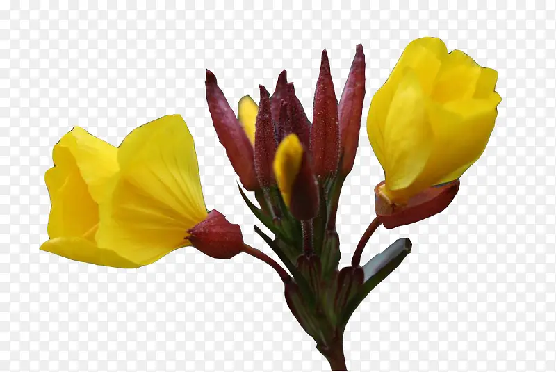 �¼����뻨��ͼƬ�ز�-������