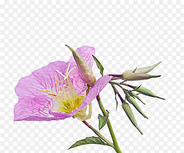 �¼��ݻ���ͼƬ�ز�-������