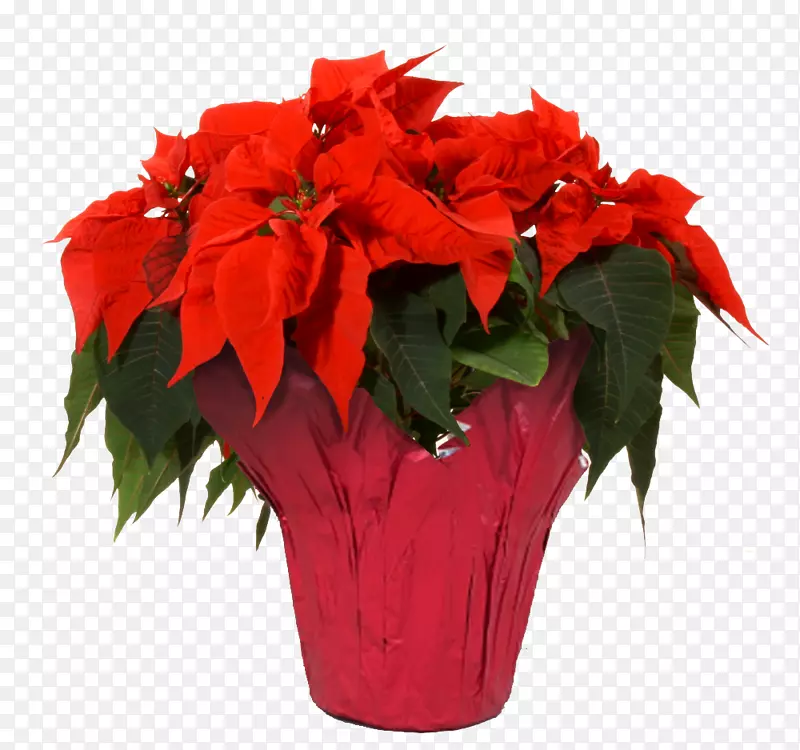 һƷ�컨������ֲ����³�⿨-������