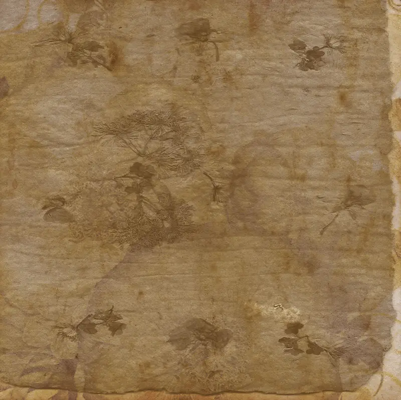 ��ɫֲ�ﻨ�ܱ���-������