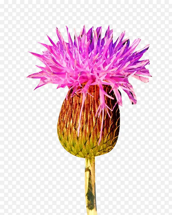 �̼��ݷۻ���ͼƬ�ز�-������