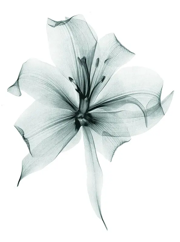 �ֻ�廭�ٺϴ���-������