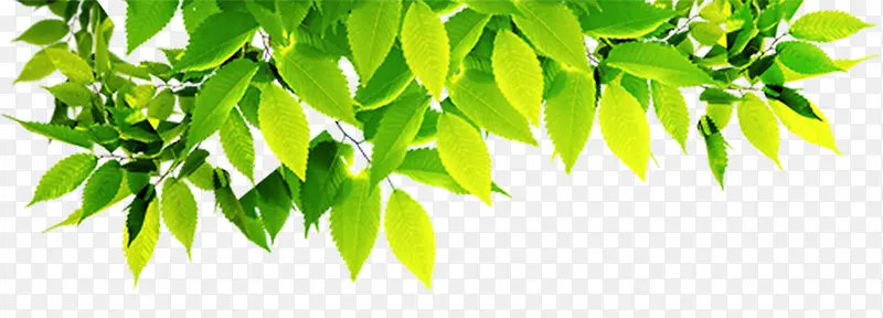 ��Ҷ-������