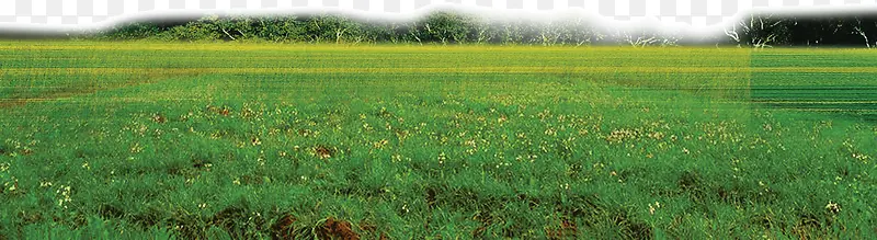 С�ݲݵز�Ƥ-������