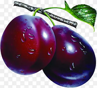 ����ˮ�����Ӳ�ժ԰��֦-������