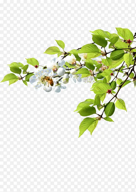 ��֦��Ҷ�߽�װ��-������