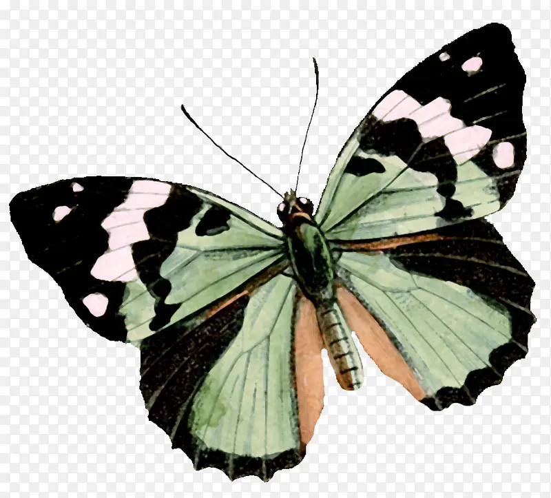 ������ɫ���׵����-������