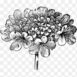 ������д���ﻨ������Ǧ��-������