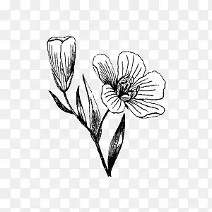 ������д���ﻨ������Ǧ��-������