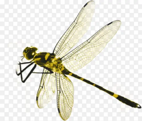 ���ڽ��������ڷ�-������