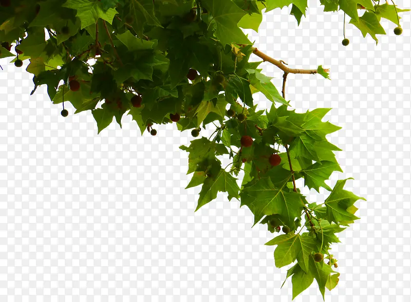 ��ɫ��֦��ʵ��ͩ��-������